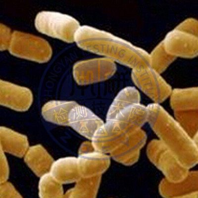 鼠李糖乳杆菌检测