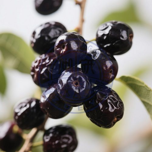 黑枣（君迁子）检测