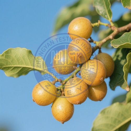黄皮果检测