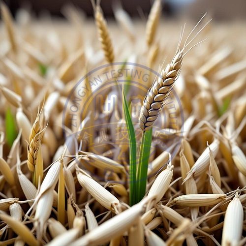 发芽小麦检测